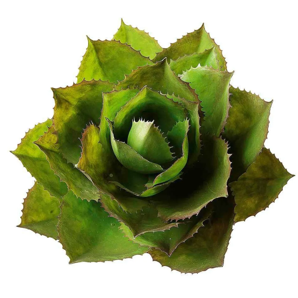 Agave De Parry Artificielle Sans Pot, Ø 38 Cm-DecoWoerner Clearance