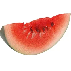 Aliments Factices Pastèques 16 Cm-DecoWoerner New