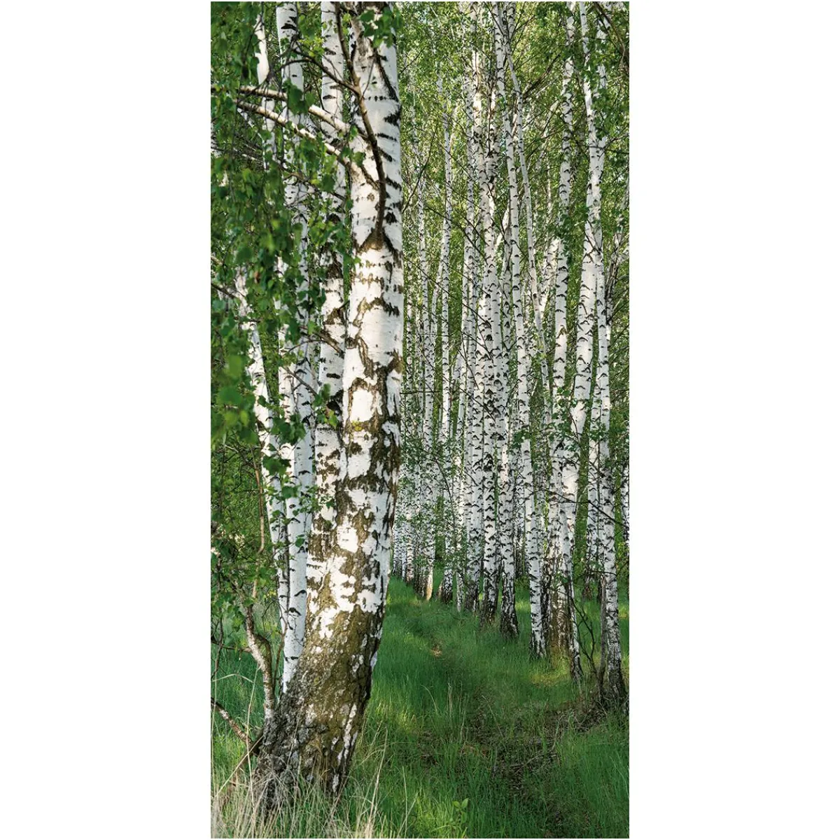 Bannière En Tissu De Fibres Naturelles Résistant à La Lumière "Forêt De Bouleaux" En Coton 100 X 200 Cm-DecoWoerner Clearance
