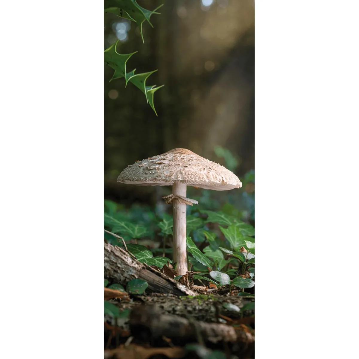 Bannière En Tissu Difficilement Inflammable "Grand Champignon" En Tissu Pour Drapeau 75 X 180 Cm-DecoWoerner New