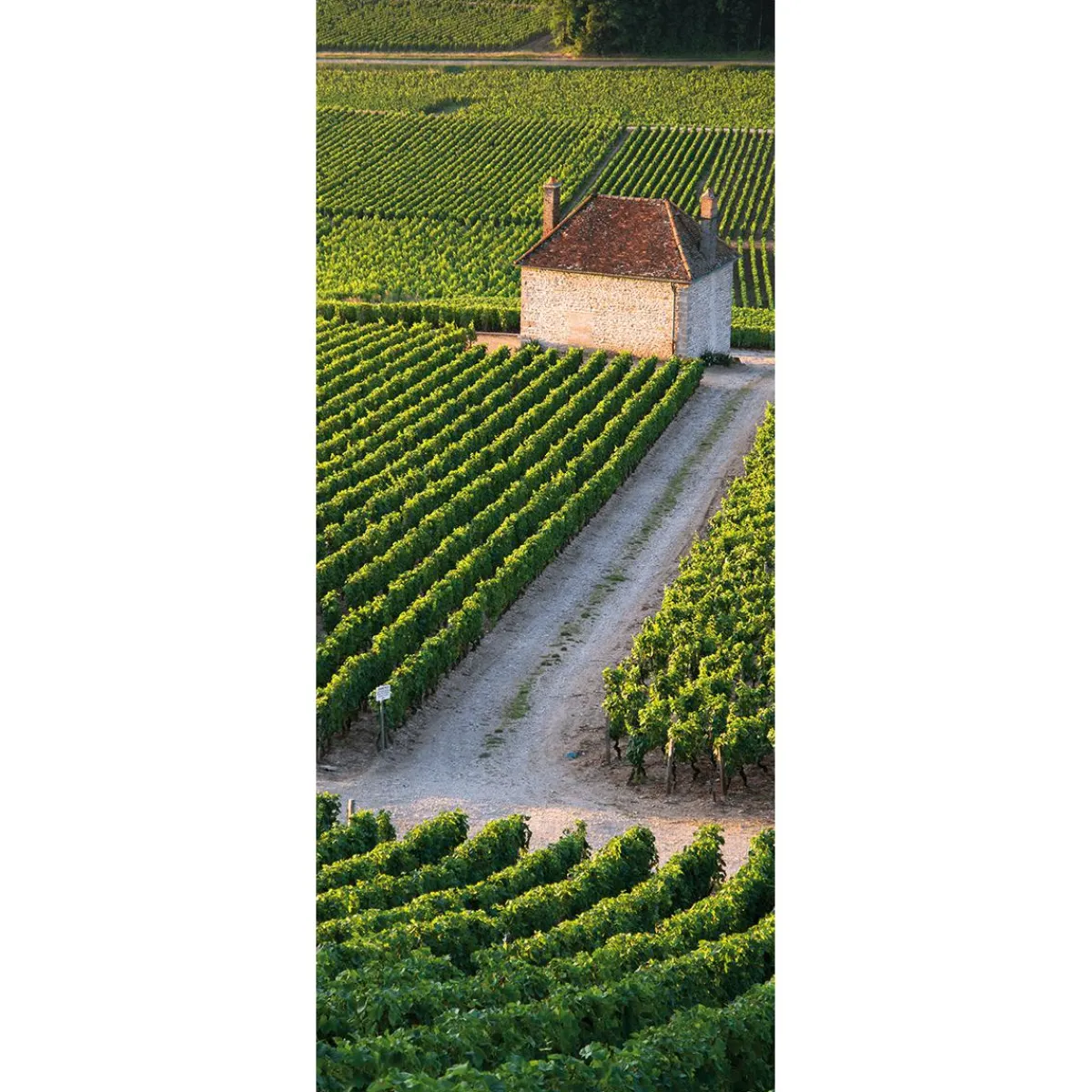 Bannière En Tissu Difficilement Inflammable "Vignoble" En Tissu Pour Drapeau 75 X 180 Cm-DecoWoerner Sale