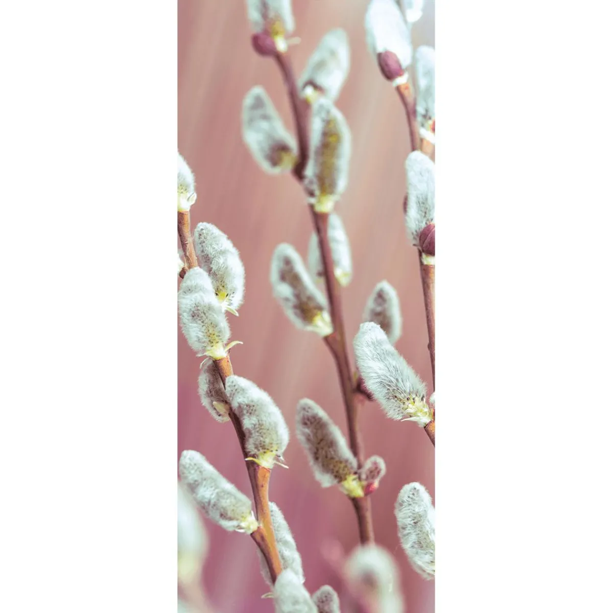 Bannière En Tissu Difficilement Inflammable Chatons De Palmier En Tissu Pour Drapeau 75 X 180 Cm-DecoWoerner Best