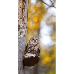 Bannière En Tissu Hibou 100 X 200 Cm-DecoWoerner Online