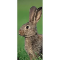 Bannière En Tissu Ignífuga Lapin Des Champs Brun En Tissu Pour Drapeau 75 X 180 Cm-DecoWoerner Outlet