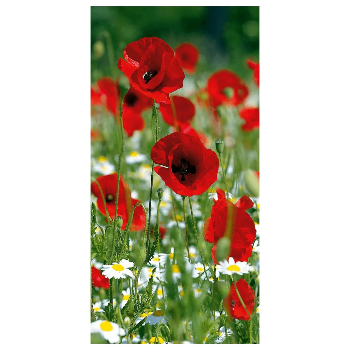 Bannière En Tissu Ignifugé "Coquelicot " En Tissu Pour Drapeau 100 X 200 Cm-DecoWoerner New