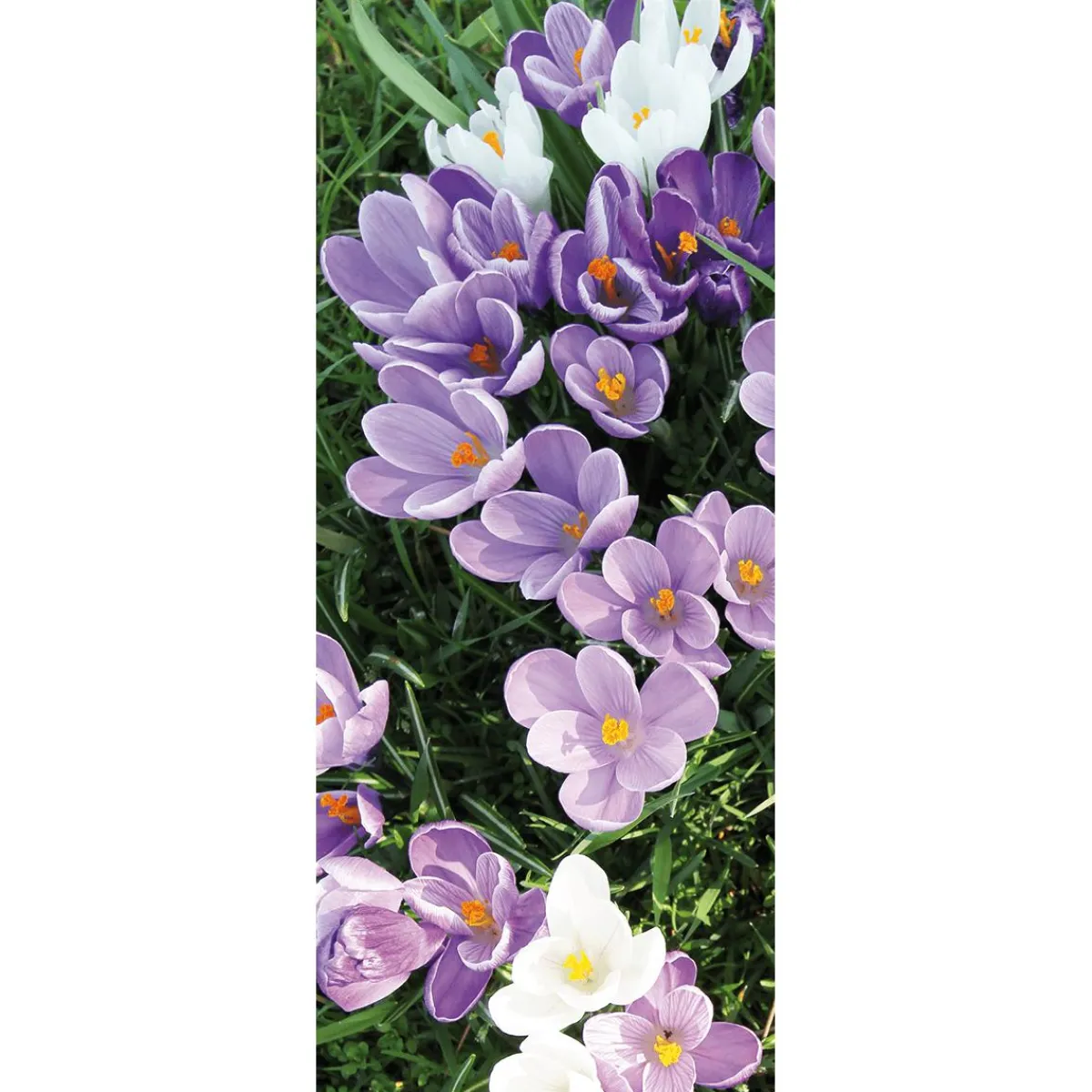 Bannière En Tissu Ignifugé Crocus Blancs Et s En Tissu Pour Drapeau 75 X 180 Cm-DecoWoerner