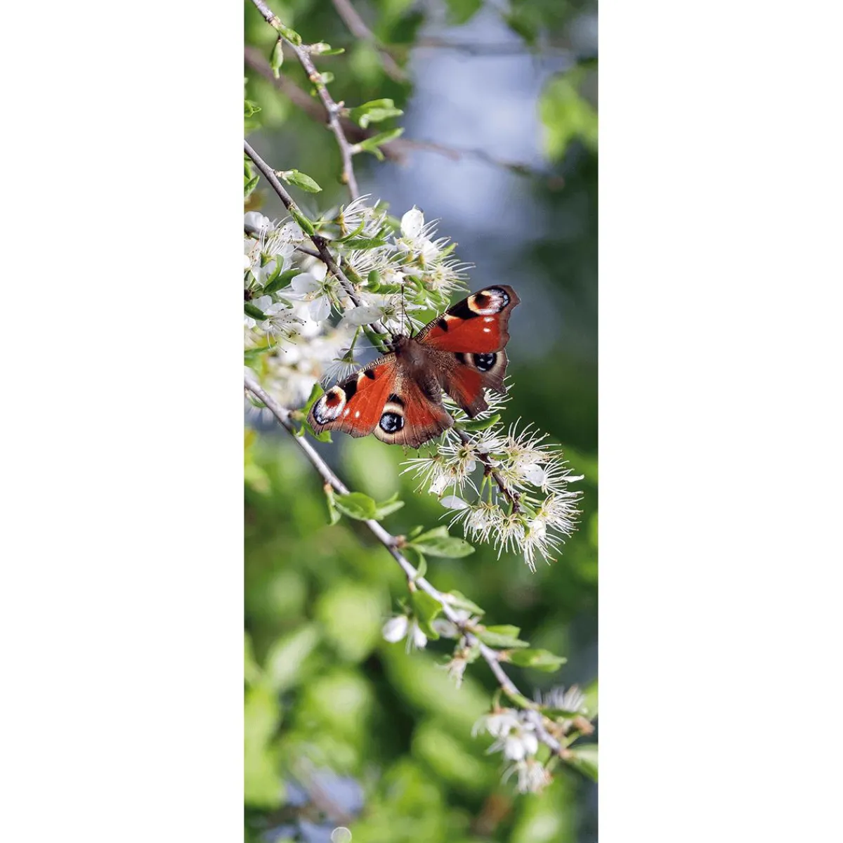 Bannière En Tissu Ignifugé "papillon œil De Paon" En Tissu Pour Drapeau 75 X 180 Cm-DecoWoerner Hot