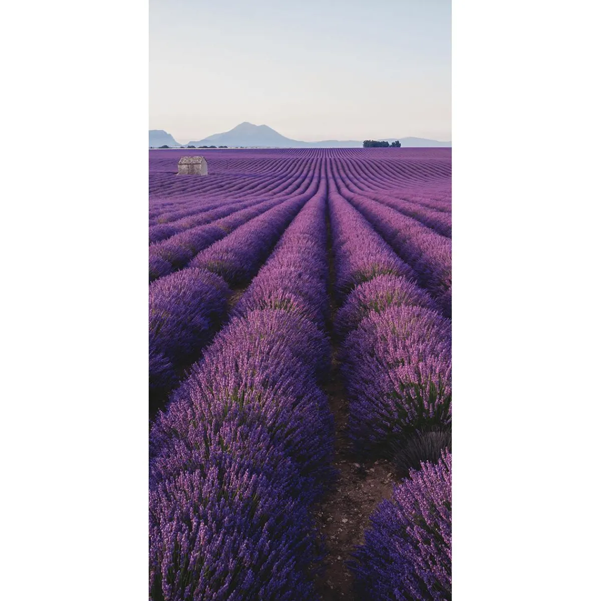 Bannière En Tissu Ignifugé "Champ De Lavande En Provence" En Tissu Pour Drapeau 100 X 200 Cm-DecoWoerner Discount
