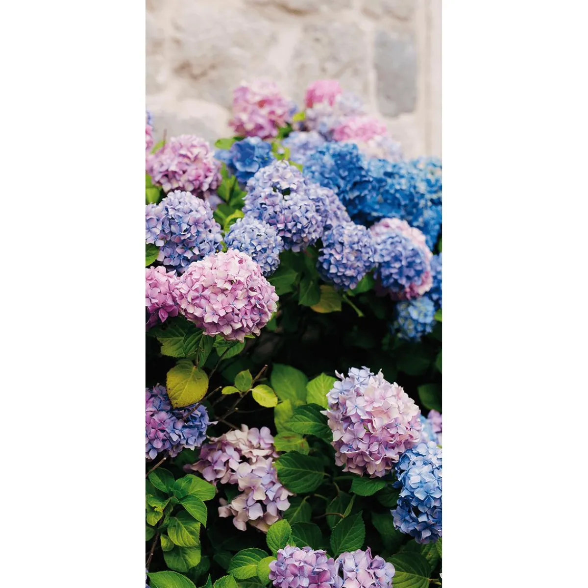 Bannière En Tissu Ignifugé "hortensias s, Mauves Et Bleus" En Tissu Pour Drapeau 100 X 200 Cm-DecoWoerner New