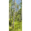 Bannière En Tissu Ignifugé "Forêt De Bouleaux Au Printemps" En Tissu Pour Drapeau 75 X 180 Cm-DecoWoerner Hot