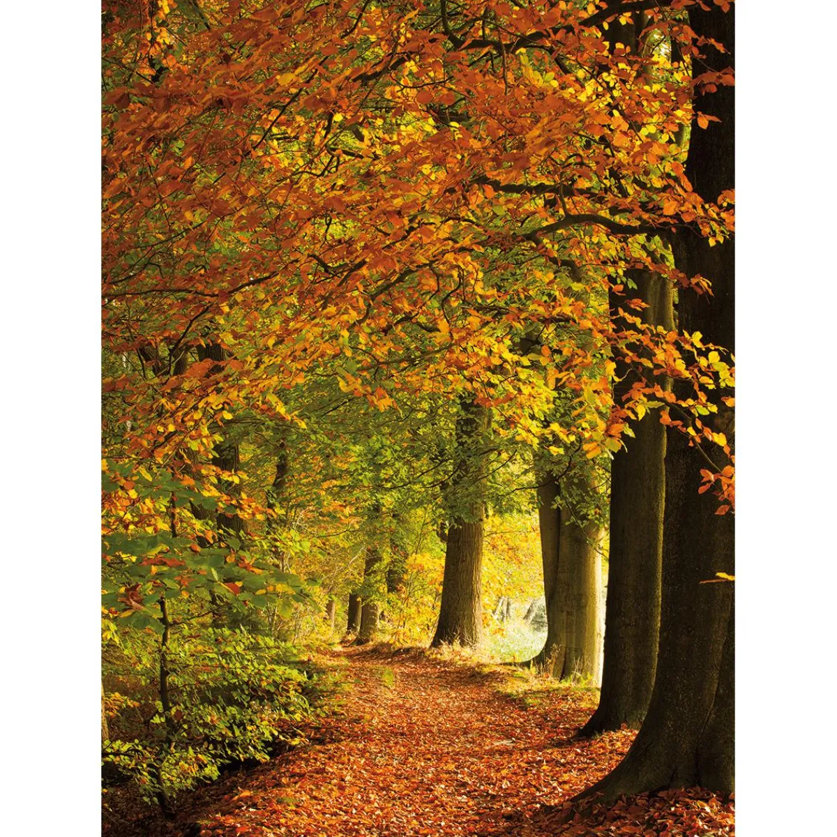 Bannière En Tissu XL "Forêt D'automne" En Tissu De Drapeau Difficilement Inflammable 150 X 200 Cm-DecoWoerner Hot