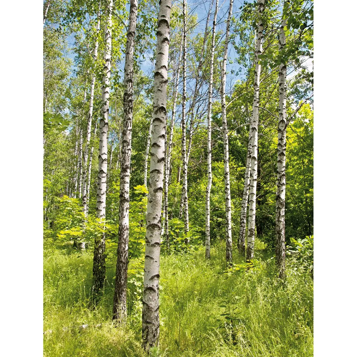 Bannière En Tissu XL "Forêt De Bouleaux Au Printemps" En Tissu De Drapeau Ignifugé 150 X 200 Cm-DecoWoerner Clearance