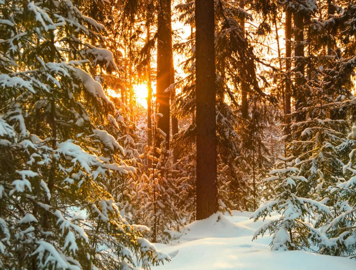 Bannière XXL "Lever De Soleil Dans La Forêt Hivernale" En Bâche De Camion Difficilement Inflammable 250 X 330 Cm-DecoWoerner Outlet