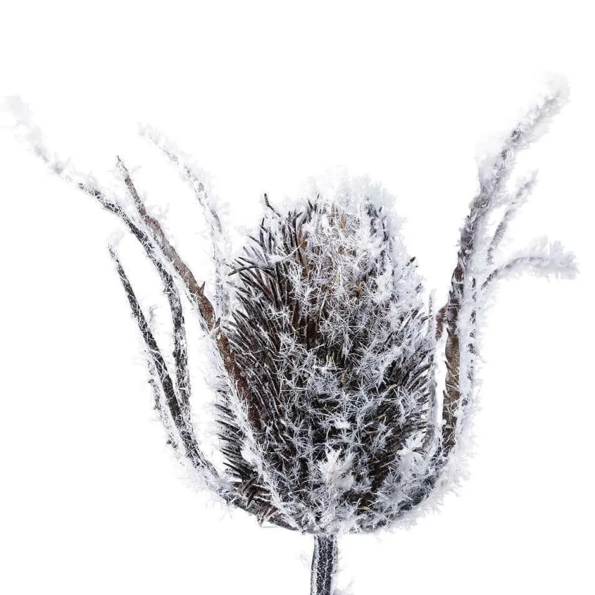 Branche D'art Chardon Des Neiges, 74 Cm-DecoWoerner Clearance