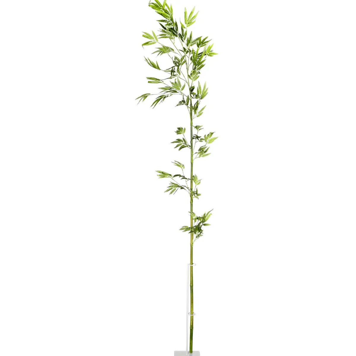 Branche De Bambou, 190 Cm-DecoWoerner Outlet