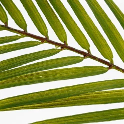 Buisson De Feuilles De Palmier Artificiel 80 Cm-DecoWoerner Discount
