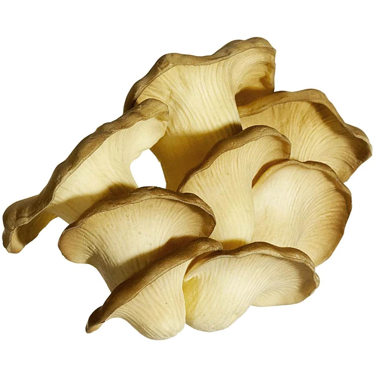 Champignons Aliment Factice 18 Cm-DecoWoerner Discount