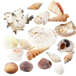 Coquillages Et Escargots Déco, 1400 G-DecoWoerner Hot