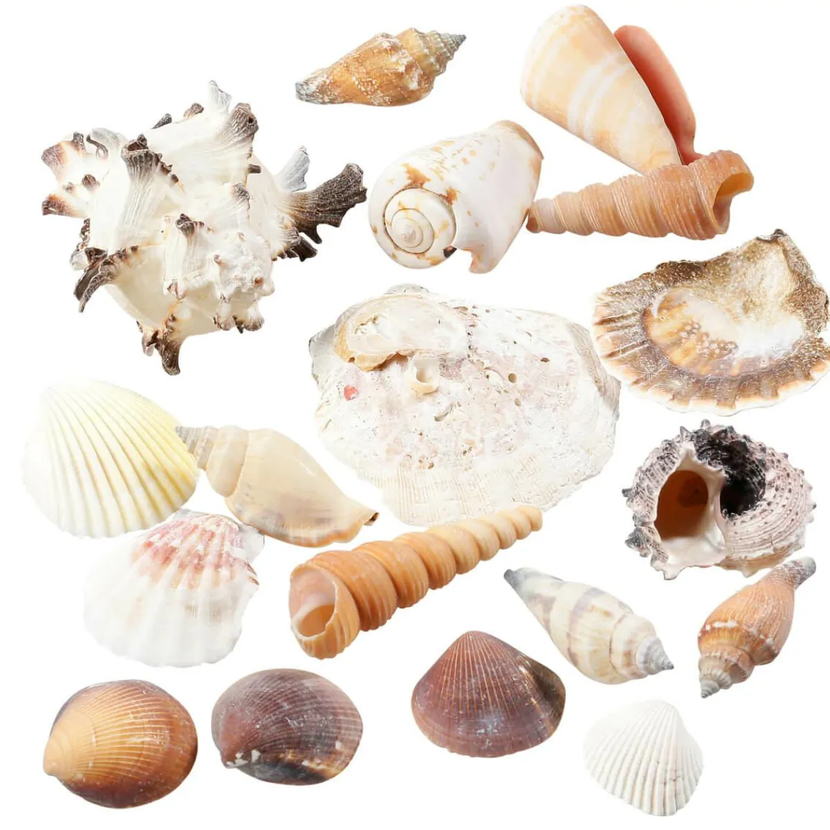 Coquillages Et Escargots Déco, 1400 G-DecoWoerner Hot