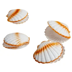 Coquilles Saint-Jacques Déco, Ø 10 Cm-DecoWoerner Best