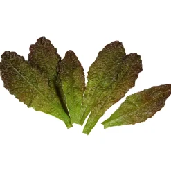 Feuilles De Laitue - Rouge Aliment Factice, 6 Pces-DecoWoerner New