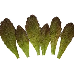 Feuilles De Laitue - Rouge Aliment Factice, 6 Pces-DecoWoerner New