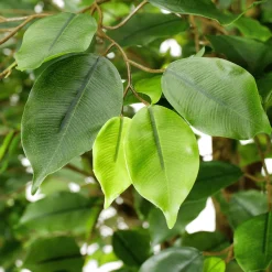 Ficus Artificiel Avec Pied 245 Cm-DecoWoerner Outlet