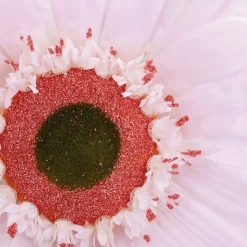 Fleur De Gerbera Géante, 45 Cm Ø,-DecoWoerner Best
