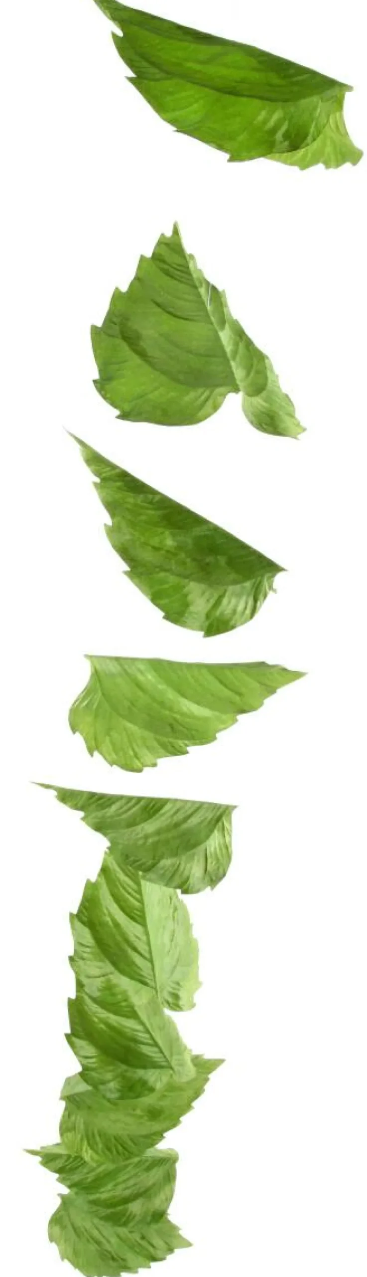 Guirlande Artificielle De Feuilles De Bouleau 160 Cm-DecoWoerner Best