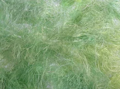 Herbe De Pâques, e-DecoWoerner Best