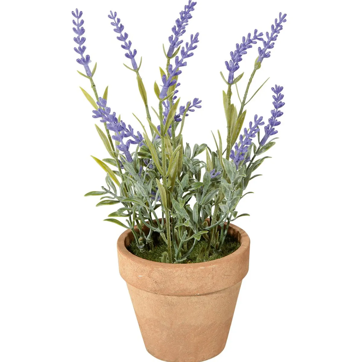 Lavande Déco En Pot, 23 Cm-DecoWoerner Discount