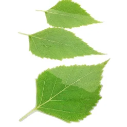 Lot De Feuilles De Bouleau-DecoWoerner Outlet