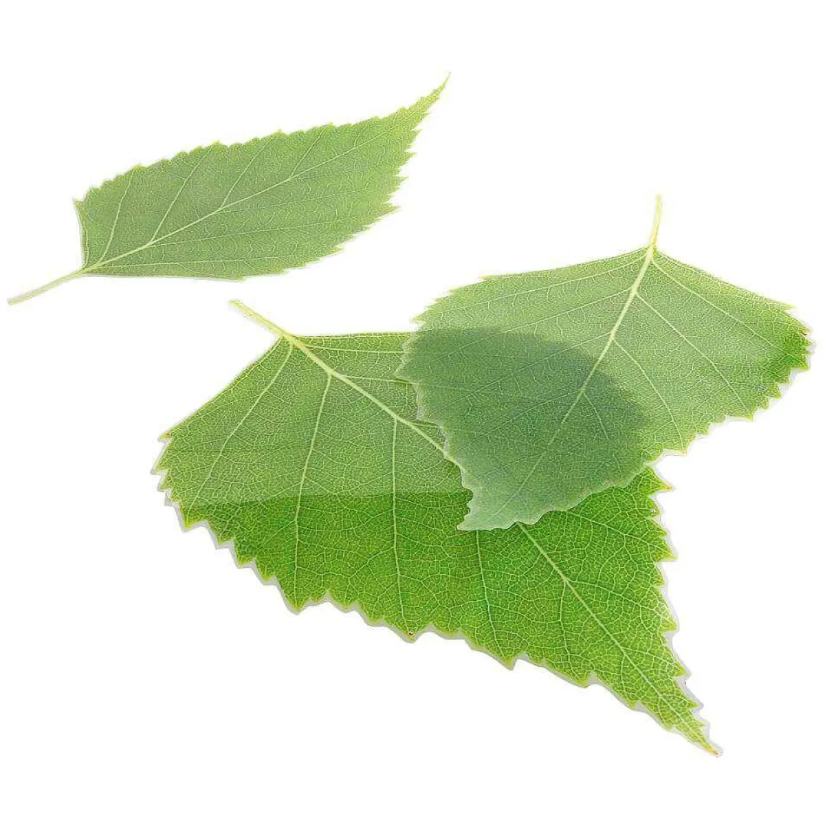 Lot De Feuilles De Bouleau-DecoWoerner Outlet