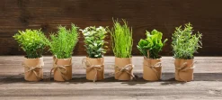 Mini Herbes En Pot 6 Pièces 15 Cm-DecoWoerner Best