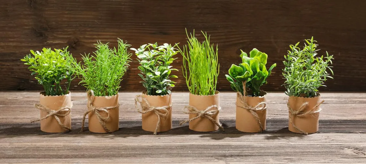 Mini Herbes En Pot 6 Pièces 15 Cm-DecoWoerner Best