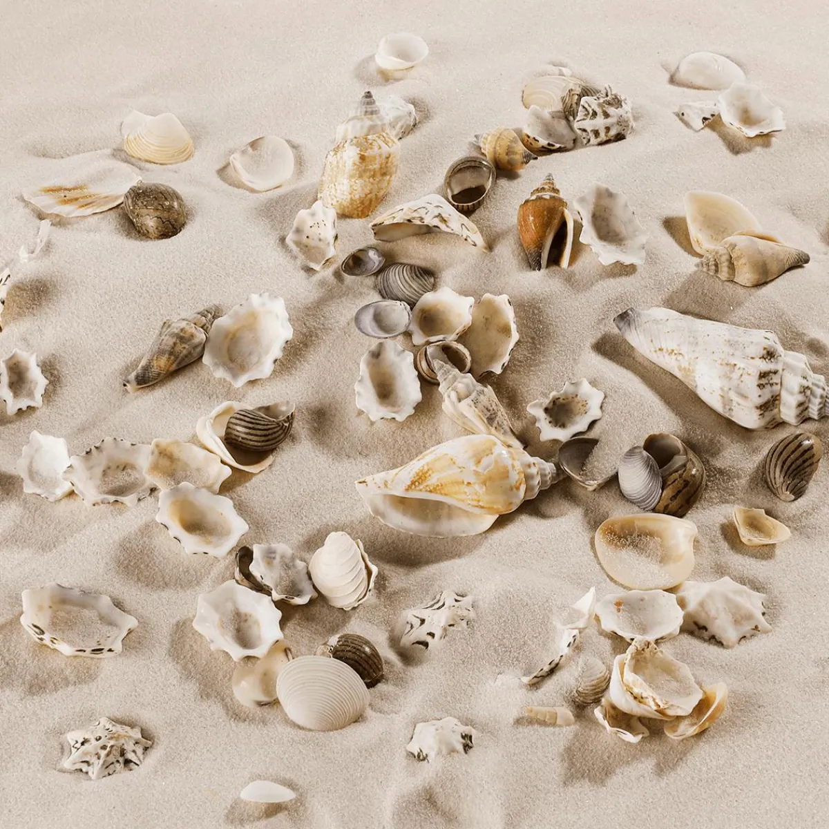 Mélange De Coquillages Et D'escargots Décoration Maritime En Poudre 2000 G-DecoWoerner Best
