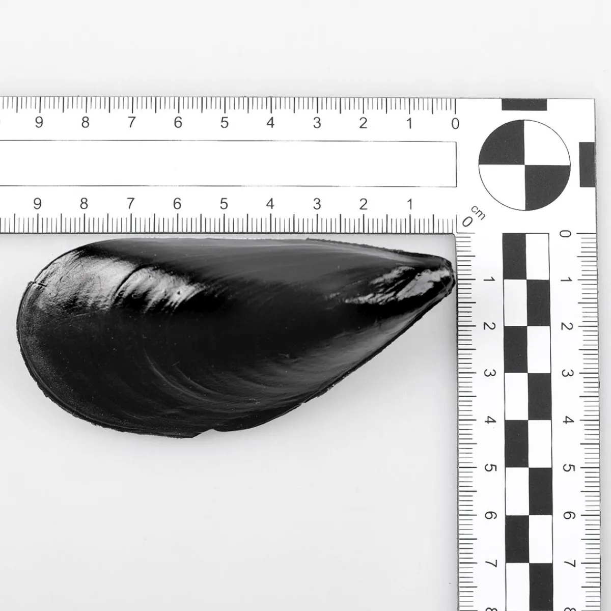 Moules Factices Pour L'alimentation, 24 Pièces-DecoWoerner Clearance