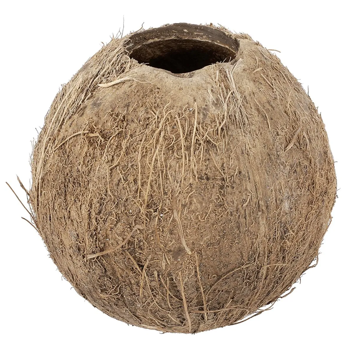 Noix De Coco 12 Cm Ø Remplissable-DecoWoerner New