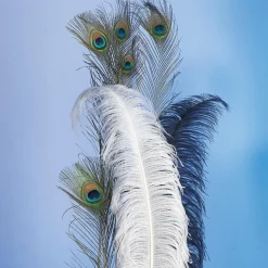 Plume D'autruche he-DecoWoerner New