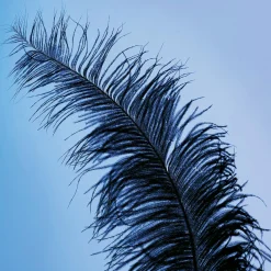 Plume D'autruche e-DecoWoerner Discount