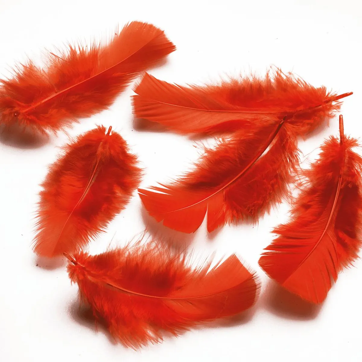 Plumes Déco s, 20 G-DecoWoerner