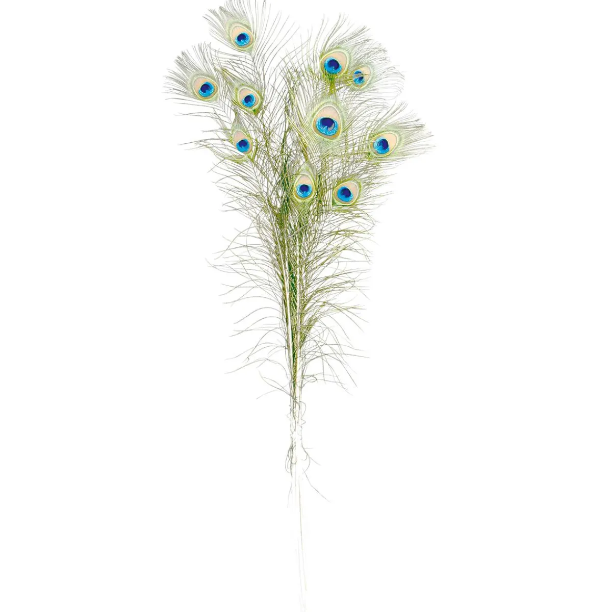 Plumes De Paon, 10 Pces-DecoWoerner New
