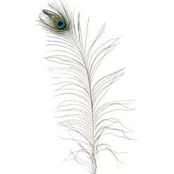 Plumes De Paon, 10 Pces-DecoWoerner New