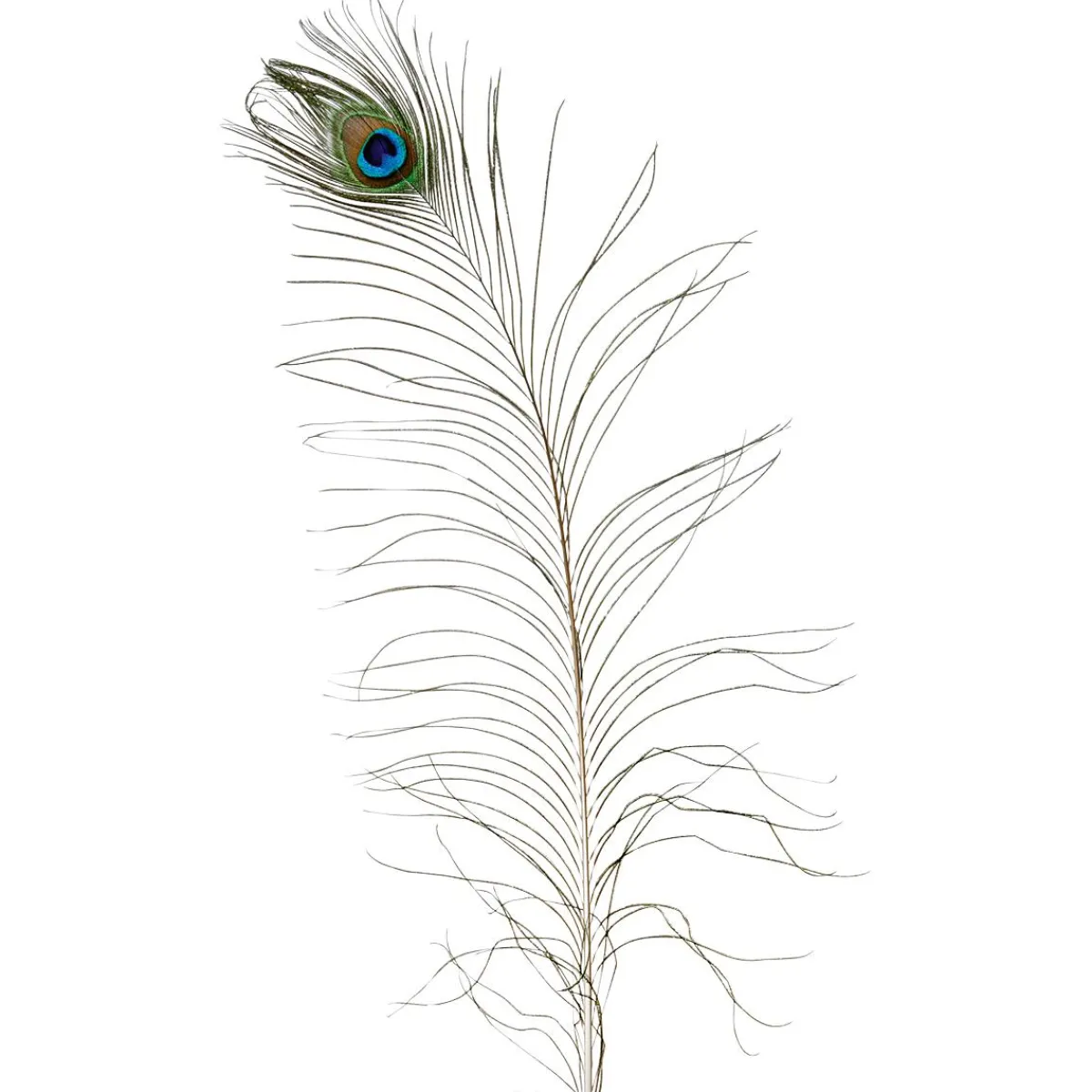 Plumes De Paon, 10 Pces-DecoWoerner New