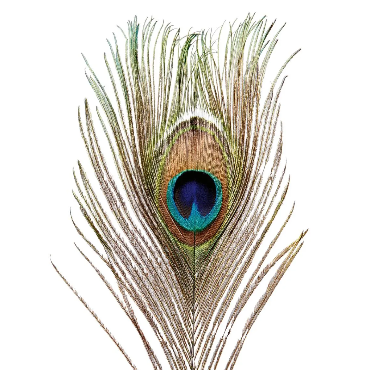 Plumes De Paon, 10 Pces-DecoWoerner New