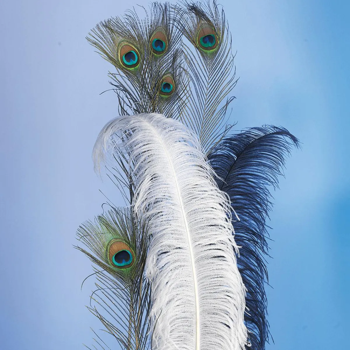 Plumes De Paon, 10 Pces-DecoWoerner New