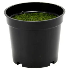 Pot En Plastique Avec Masse De Bouturage 8 X 9,5 Cm-DecoWoerner Hot
