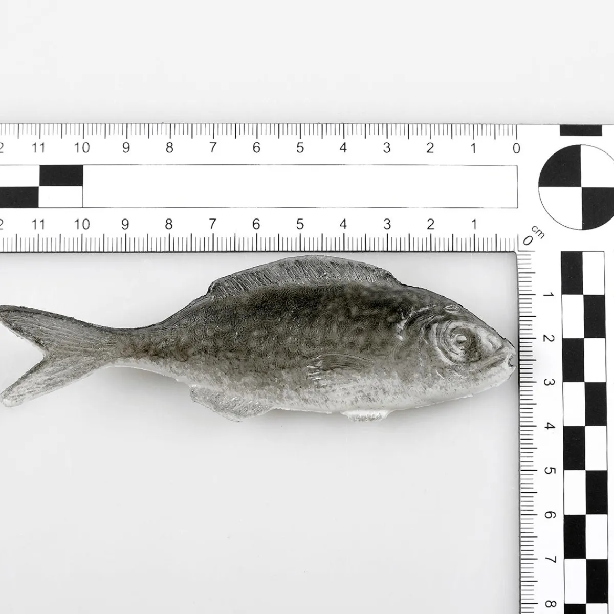 Sardines Alimentaires Factices, Paquet De 4 Pièces-DecoWoerner Clearance