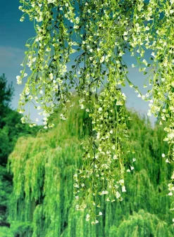 Suspensions De Plantes Artificielles Senecio, 90 Cm-DecoWoerner New
