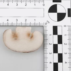 Tranches De Champignon Aliment Factice, 12 Pièces-DecoWoerner Outlet